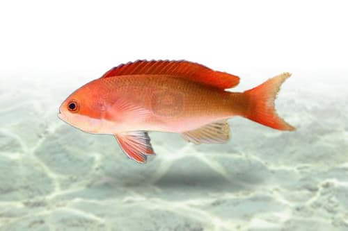 Red Bar Anthias
