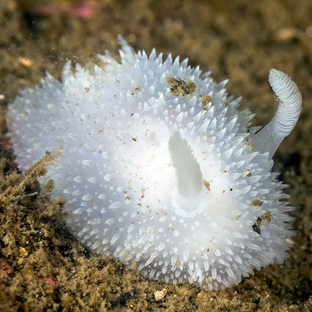 Sea Bunny