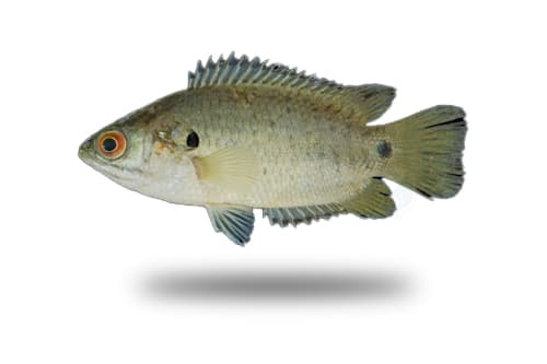 Anabas