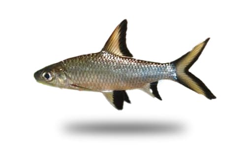 Silver Shark | Bala Shark