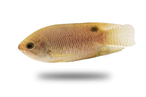 Belontia Hasselti