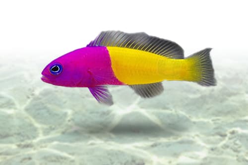 Bicolor Dottyback