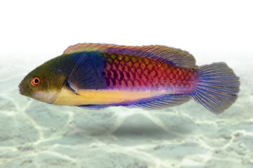 Blue Fairy Wrasse