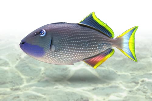 Blue Jaw Trigger