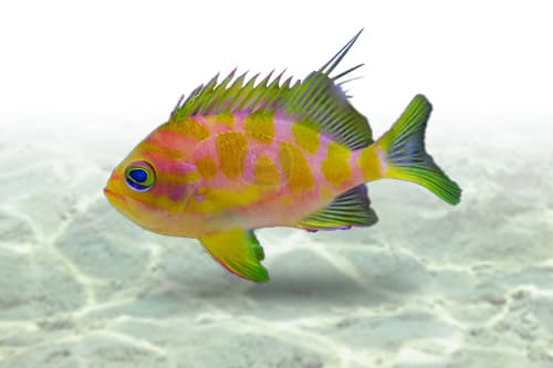 Borbonius Anthias