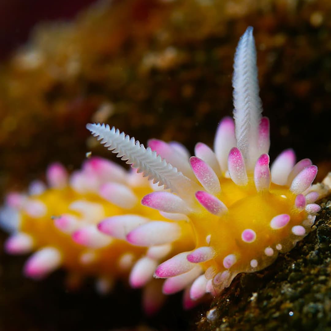 Nudibranch