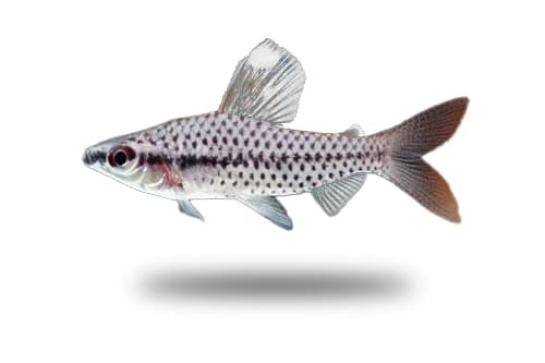 Chilodus Manchado