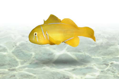 Citron Clown Goby