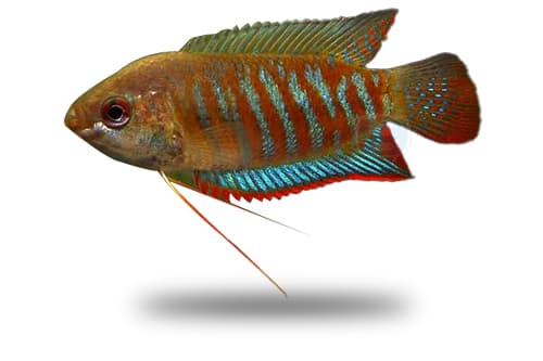 Colisa Fasciata
