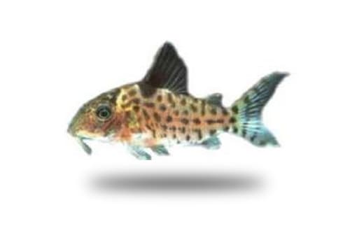 Corydoras Ambiacus