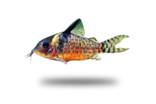 Corydoras Amphibelus