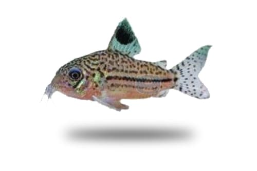 Corydoras Leopardus