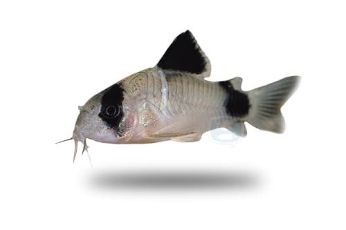 Corydoras Panda