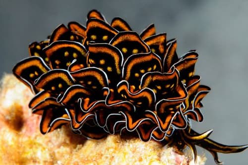 Nudibranch