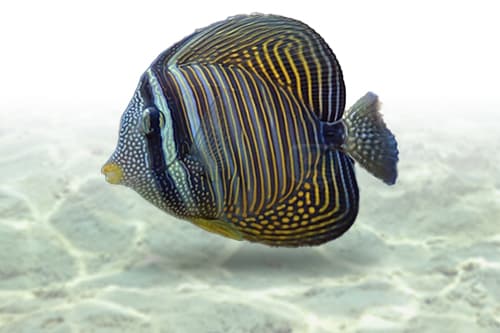 Desjardinii Tang