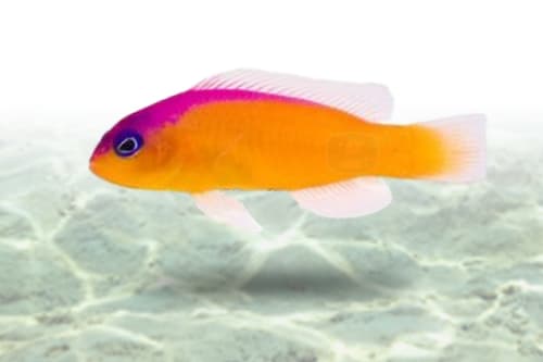 Diadema Dottyback