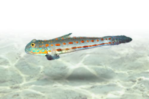 Diamond Goby