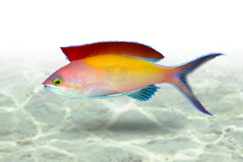Dispar Anthias