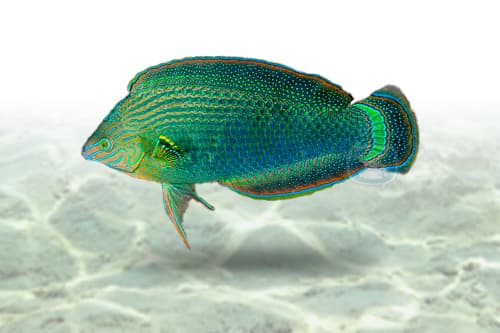 Dusky Wrasse