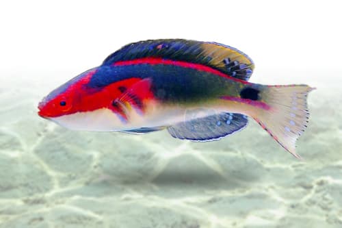Exquisite Fairy Wrasse