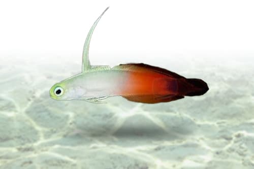 Firefish Goby