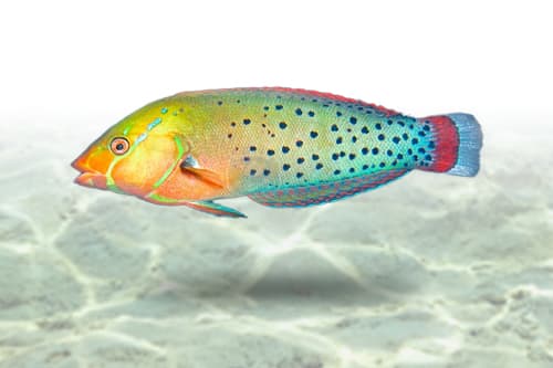 Formosa Wrasse