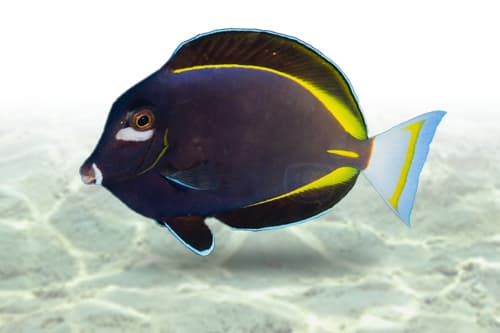 Gold Rim Tang
