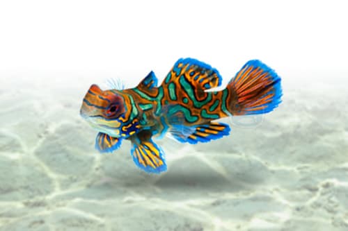 Green Mandarin Goby