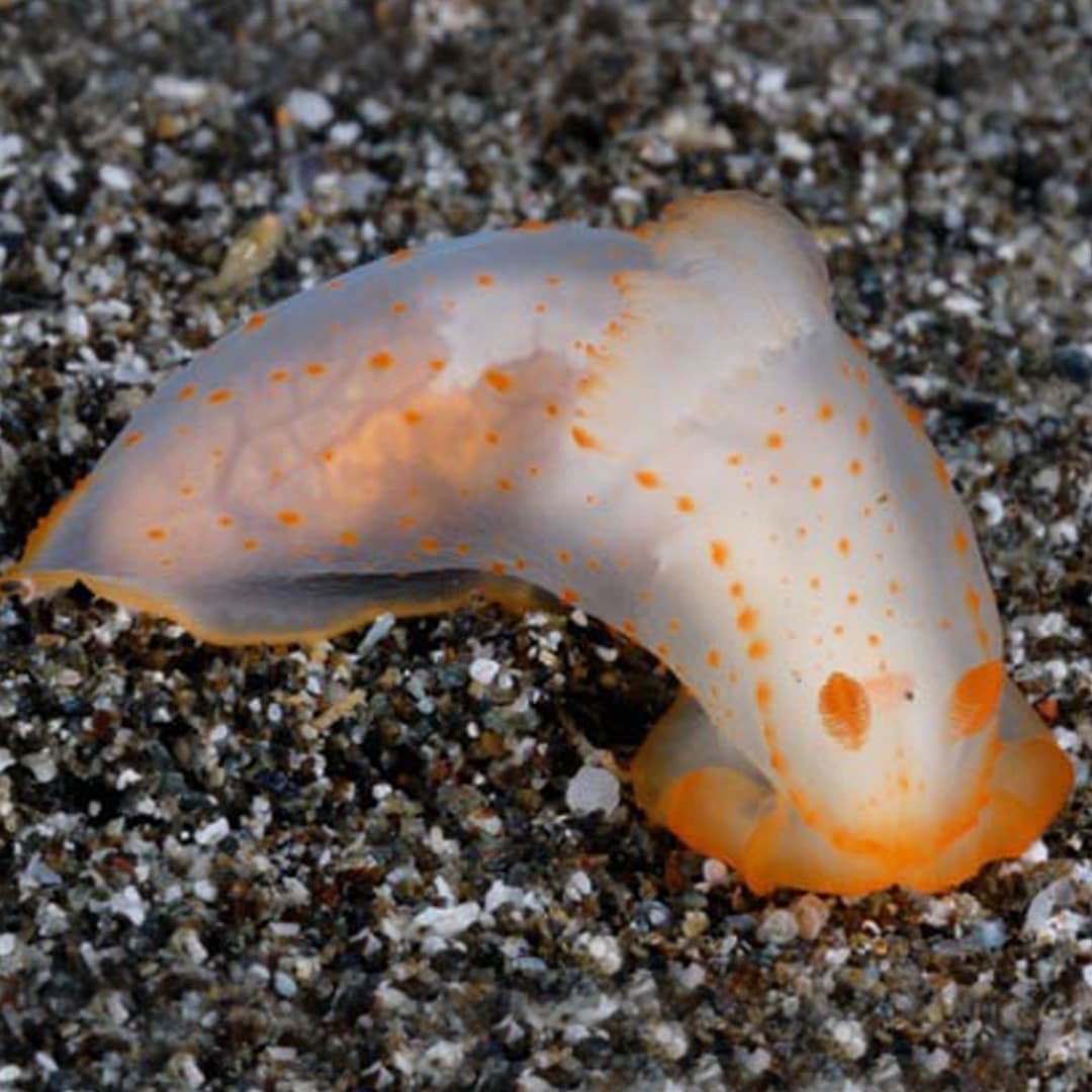 Nudibranch