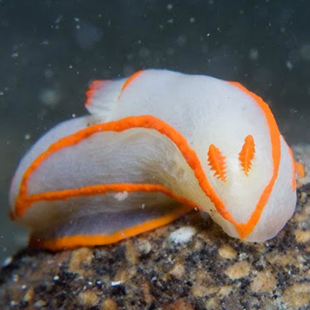 Nudibranch