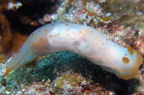 Nudibranch