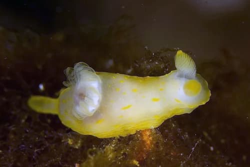 Nudibranch