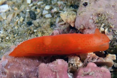 Nudibranch