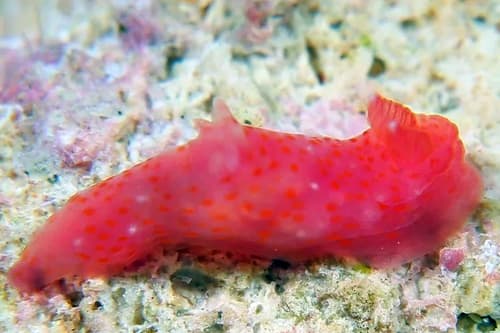 Nudibranch