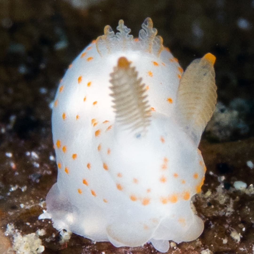Nudibranch
