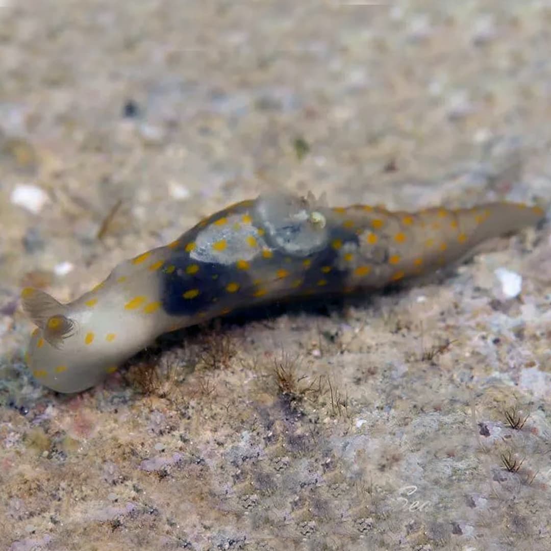 Nudibranch