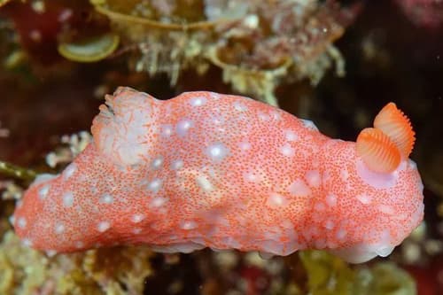 Nudibranch