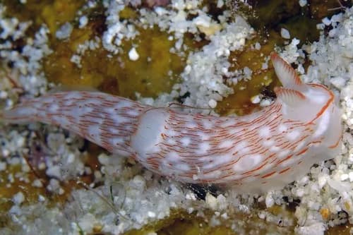 Nudibranch