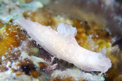 Nudibranch