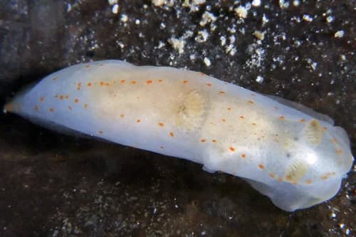 Nudibranch