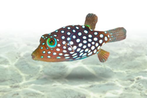Hawaiian Whitespotted Toby