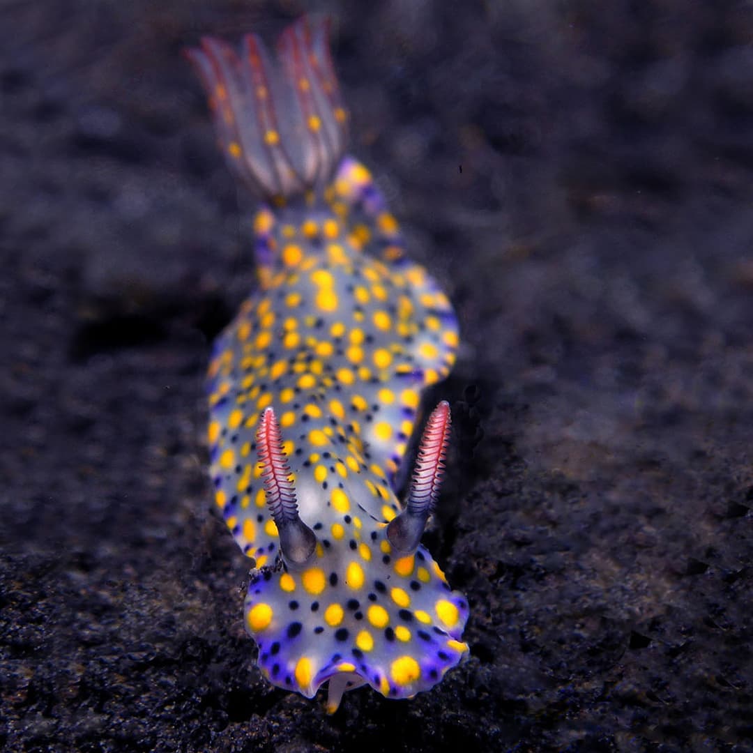 Nudibranch