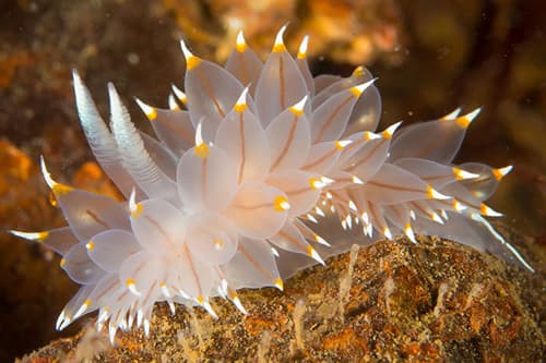 Nudibranch