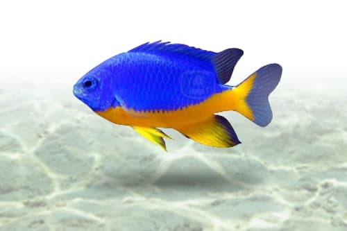 Kupang Damsel