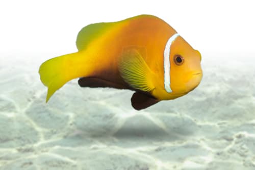 Maldives Clownfish | Palhaço