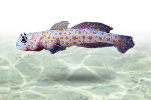 Orangespot Prawn Goby