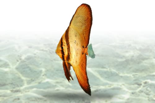 Orbiculate Batfish