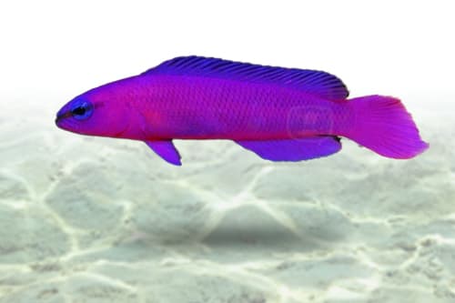 Orchid Dottyback