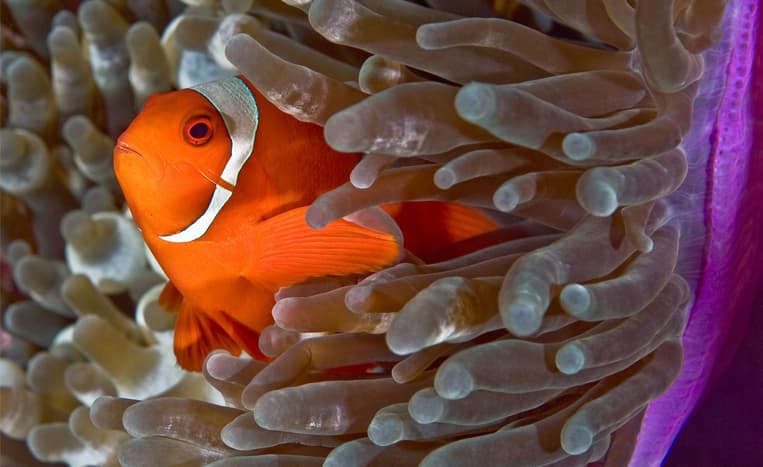 Simbiose: Uma Relação Importante entre Peixes e Anêmonas