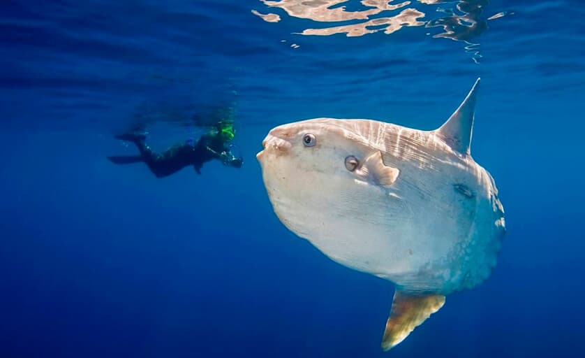 Peixe-lua: O Maior Peixe Ósseo do Mundo